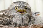 Tawny Frogmouth Chick and Dad Ryan Hawk 6-24-09.jpg