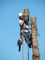 Ballard Tree 1-1.jpg