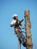 Ballard Tree 2-2.jpg