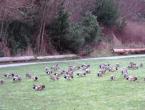 IMG_0362c.JPG