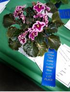 FlowerShow A.jpg