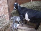 Goat 4.JPG