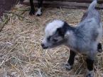 Goat 5.JPG