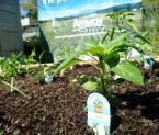 plant1.jpg