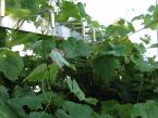 grape arbor 4 7_10.JPG