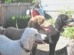 three poodles.jpg