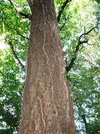 08_10_dead_tree_w_ivy.JPG