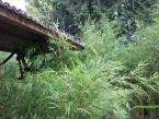 Bamboo 1.jpg
