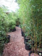 Bamboo 2.jpg