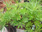 Pipers Native Lupine.jpg