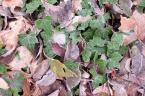 Ivy-004.jpg