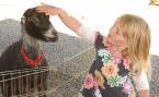 aviva goat 2.jpg