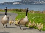 Looking back 2009, 5- Alki Geese photo-5.jpg