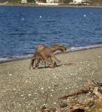 StumpOnBeach.jpg