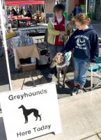 greyhound.jpg