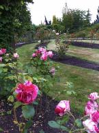 SSCCSuttonRoseGarden.jpg