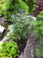 SSCCconiferGarden.jpg