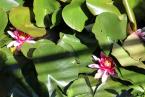 lilypads.JPG