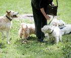 100 dog park-001.jpg