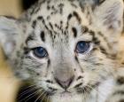 Snow Leopard Cub Male Ryan Hawk 7-9-09.JPG