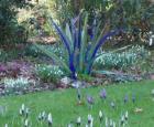 crocus_plant.JPG.jpeg