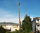 Ballard Tree 4-1.jpg