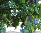 City Fruit.jpg