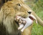 Turkey Toss lion Ryan Hawk 11-07.jpg