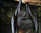 Rodrigues Fruit Bat Ryan Hawk.JPG