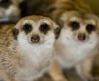2010-03-16RHawk127Meerkats_4x6.jpg