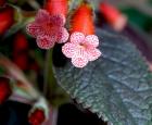FlowerShow B.jpg
