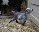Goat 3.JPG