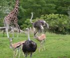 ostrich African Savanna Dennis Dow.jpg