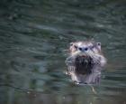 otter-003.jpg