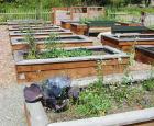 Community Garden July 2008.jpg