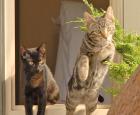two cats.jpg