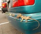 lizard bumper.jpg