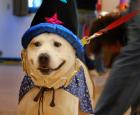 wizardog.jpg