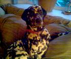 Dalmatian.jpg