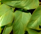plant2.jpg