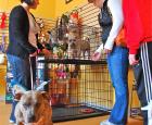 PetElements-Animals First.jpg