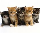 kittens-463.jpg
