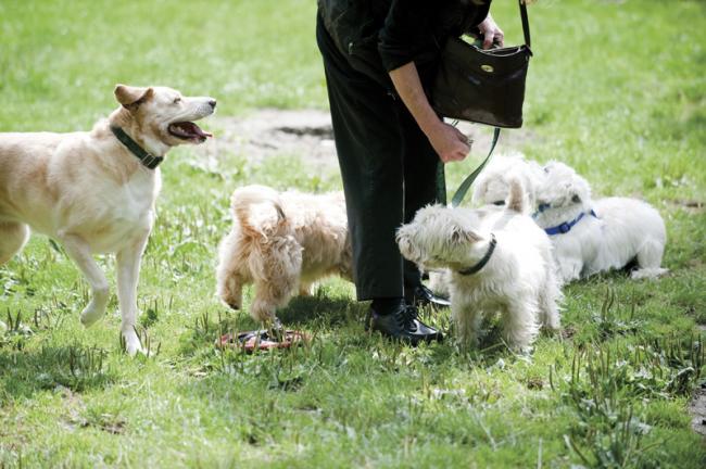 100 dog park-001.jpg
