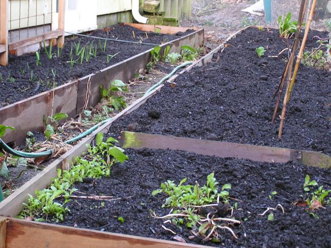 Garden Bed.jpg