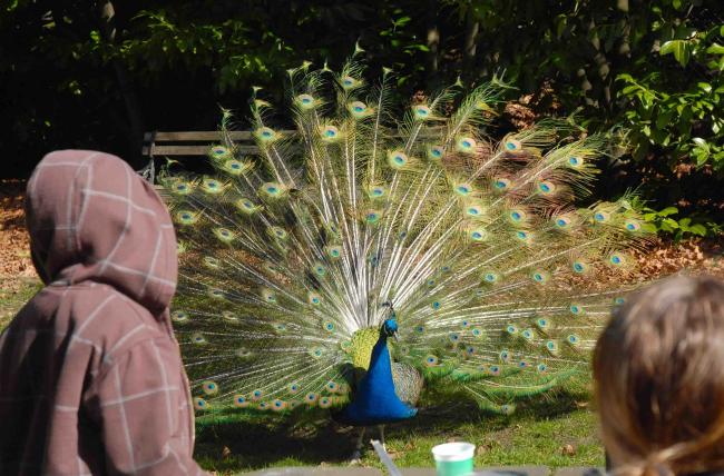 Peacock-1.jpg