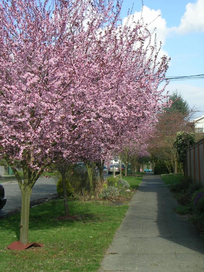 CherryBlossom.jpg