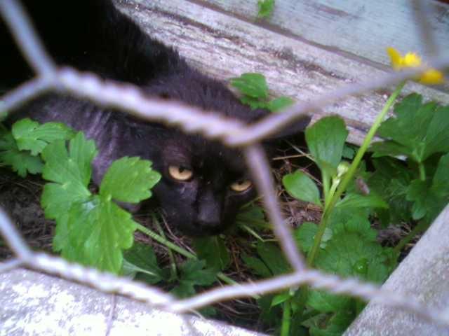 BallardtheCatpic.jpg