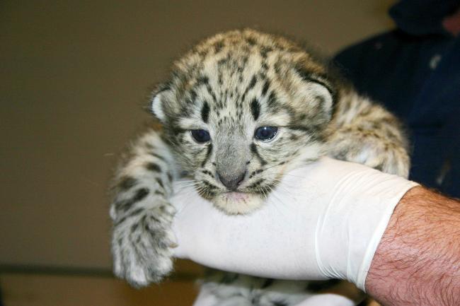 Snow Leopard Cub Neonatal Exam 2 Ric Brewer.jpg