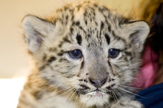 Snow Leopard Cub Female Ryan Hawk 7-9-09.jpg