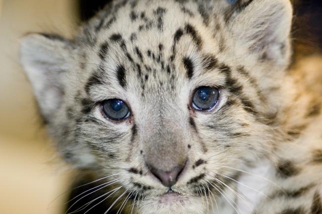 Snow Leopard Cub Male Ryan Hawk 7-9-09.JPG